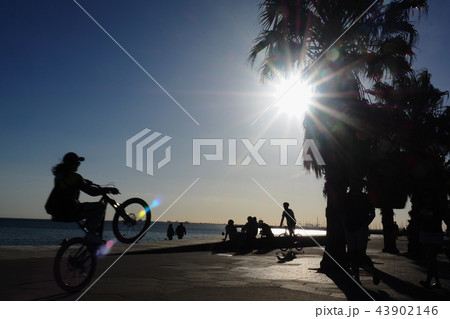 メルボルン:ルナパークのヤシの木 43902146