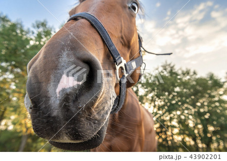 Funny horse selfie-like image 43902201