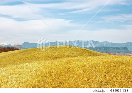 Autumn landscape. Yellow field meadow and blue sky Autumn landscape. Yellow field meadow and blue sky 43902453