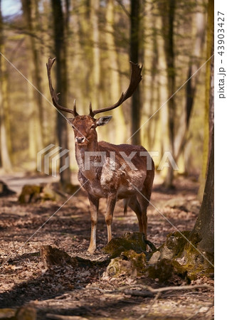 Deer in the woods Deer in the woods 43903427