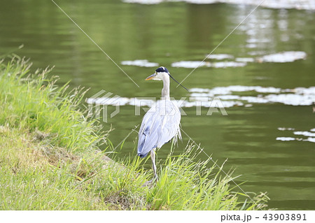 エサを探す水辺のアオサギ　 43903891