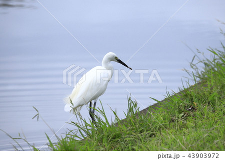 魚をくわえたコサギ　 43903972