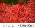 曼珠沙華 43904501