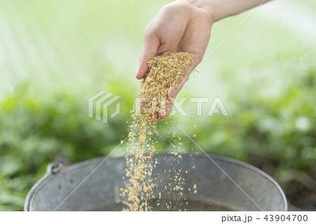 飼料 飼料 43904700