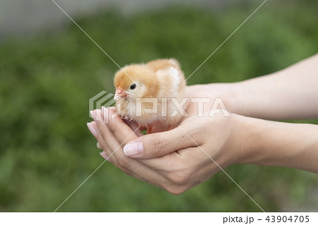 ひよこ ひよこ 43904705