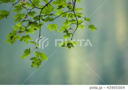 maple tree branch in the blurred forest background 43905004