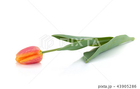 Lying orange tulip Lying orange tulip 43905286