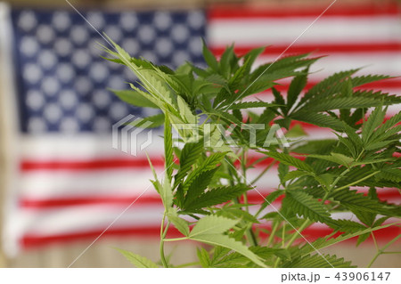 cannabis marijuana American flag cannabis marijuana American flag 43906147