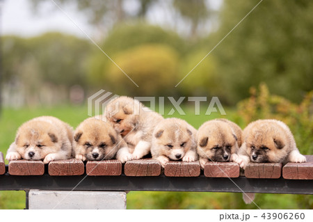 Red japanese akita puppies walks outdoor at park 43906260