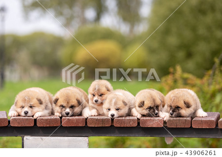 Red japanese akita puppies walks outdoor at park 43906261