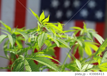 cannabis marijuana  American flag 43906413