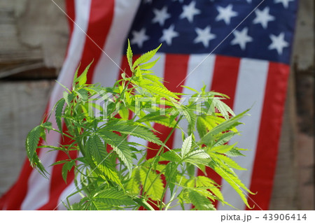 cannabis marijuana  American flag 43906414