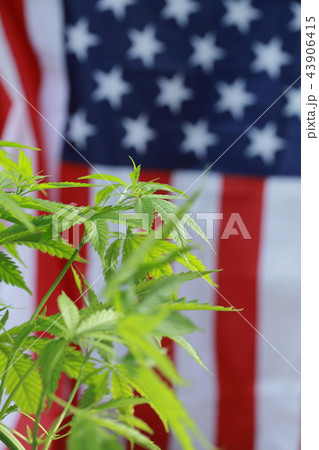 cannabis marijuana  American flag 43906415
