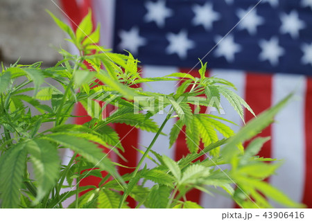 cannabis marijuana  American flag 43906416
