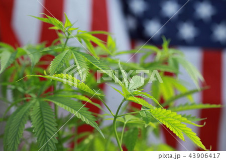 cannabis marijuana  American flag 43906417