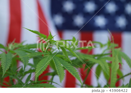 cannabis marijuana American flag cannabis marijuana American flag 43906422