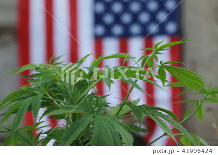 cannabis marijuana  American flag 43906424
