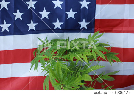 cannabis marijuana American flag cannabis marijuana American flag 43906425