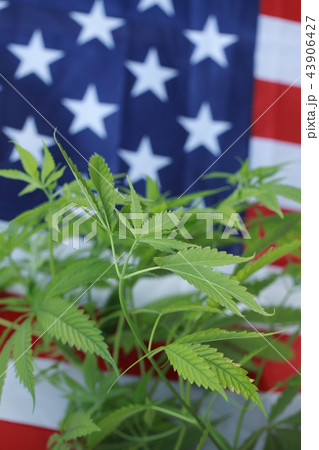 cannabis marijuana American flag cannabis marijuana American flag 43906427