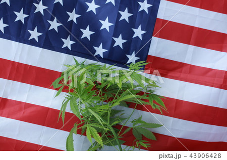 cannabis marijuana American flag cannabis marijuana American flag 43906428