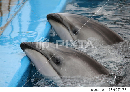 のとじま水族館 43907173