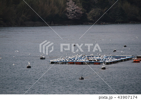 七尾湾 43907174