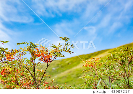 高原の赤い木ノ実 43907217