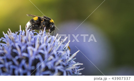 Bumble Bees on Echinops 43907337