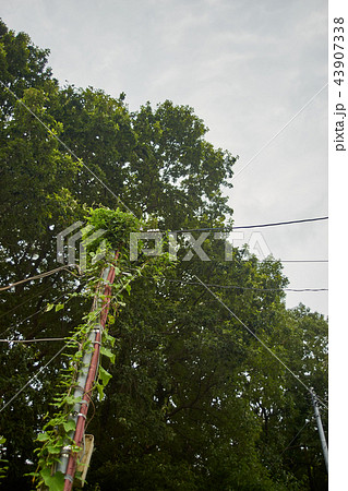 蔦にのまれた電柱 43907338