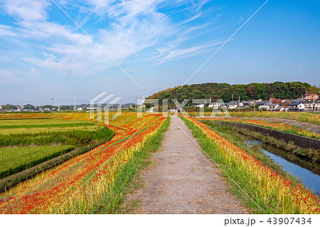 （愛知県）矢勝川の彼岸花　咲き始め 43907434