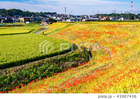 （愛知県）矢勝川の彼岸花　咲き始め 43907436