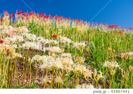 (愛知県)矢勝川の白色彼岸花 (愛知県)矢勝川の白色彼岸花 43907441