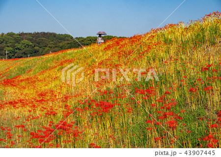 （愛知県）矢勝川の彼岸花　咲き始め 43907445