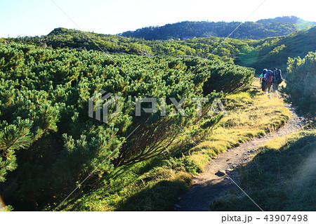 南アルプス光岳　山頂への道　光岳小屋直下の風景　センジヶ原 43907498
