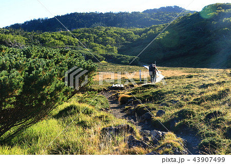 南アルプス光岳　山頂への道　光岳小屋直下の風景　センジヶ原 43907499