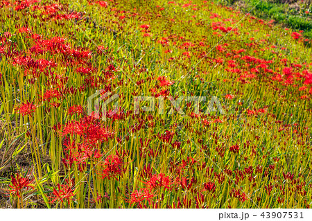 (愛知県)矢勝川の彼岸花 咲き始め (愛知県)矢勝川の彼岸花 咲き始め 43907531