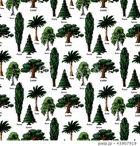Vector tree sketch hand drawn style types green forest pine treetops collection of birch, cedar and 43907919