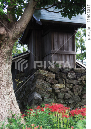神社と曼珠沙華 43908017