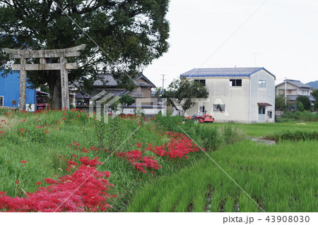 神社と曼珠沙華 神社と曼珠沙華 43908030