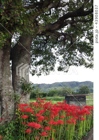 神社と曼珠沙華 神社と曼珠沙華 43908037