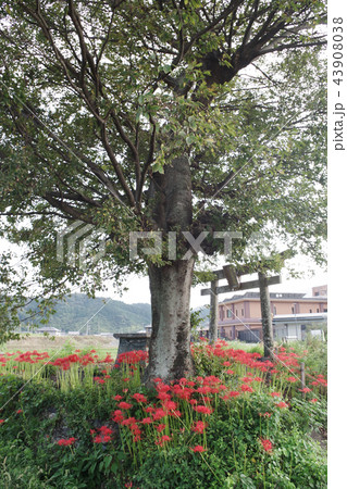神社と曼珠沙華 神社と曼珠沙華 43908038