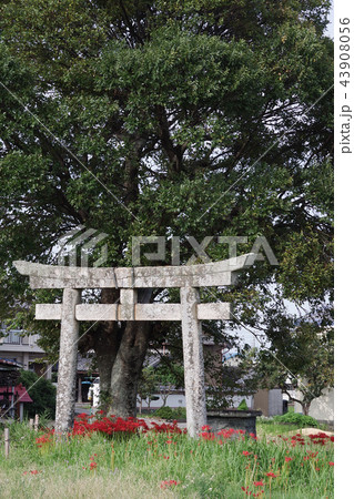 神社と曼珠沙華 神社と曼珠沙華 43908056
