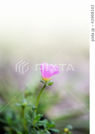 Beautiful pink Common Purslane 43908102