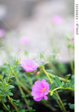 Beautiful pink Common Purslane Beautiful pink Common Purslane 43908103