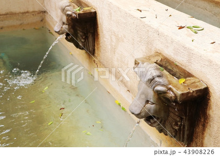 Lion statue spitting water Lion statue spitting water 43908226