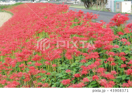 星谷の彼岸花 43908371