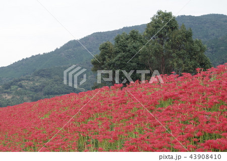 星谷の彼岸花 星谷の彼岸花 43908410