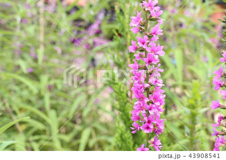 salvia flower in tropical salvia flower in tropical 43908541