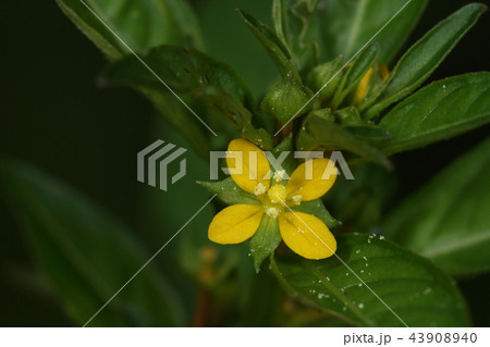 自然　植物　チョウジタデ、花弁は四弁と五弁のタイプがありこちらは四弁タイプ 43908940