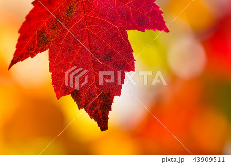 Autumn leaves background 43909511